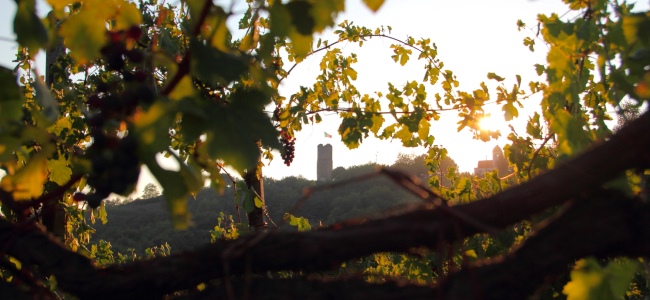 I vini dell’Alto Piemonte. AIS per il Fuori Expo 2015