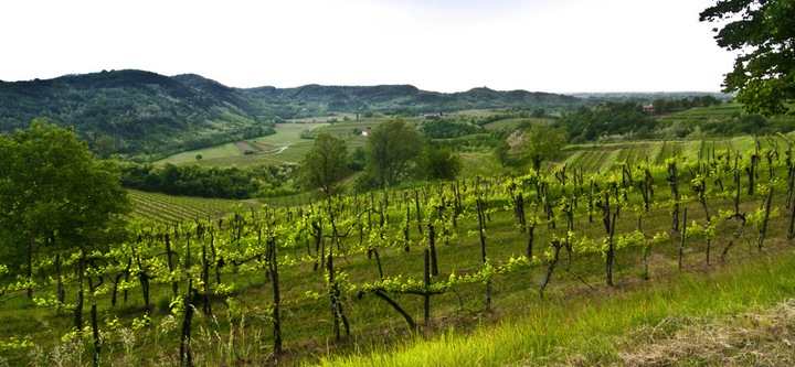 Riflessioni sul Collio DAY 2016